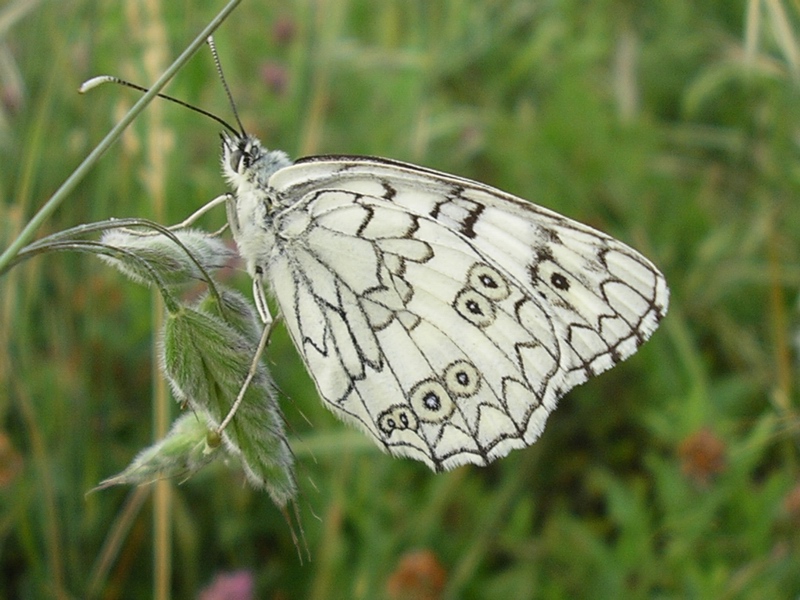 Farfalle da identificare